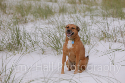 Shewmake Family | Navarre Beach Family Session